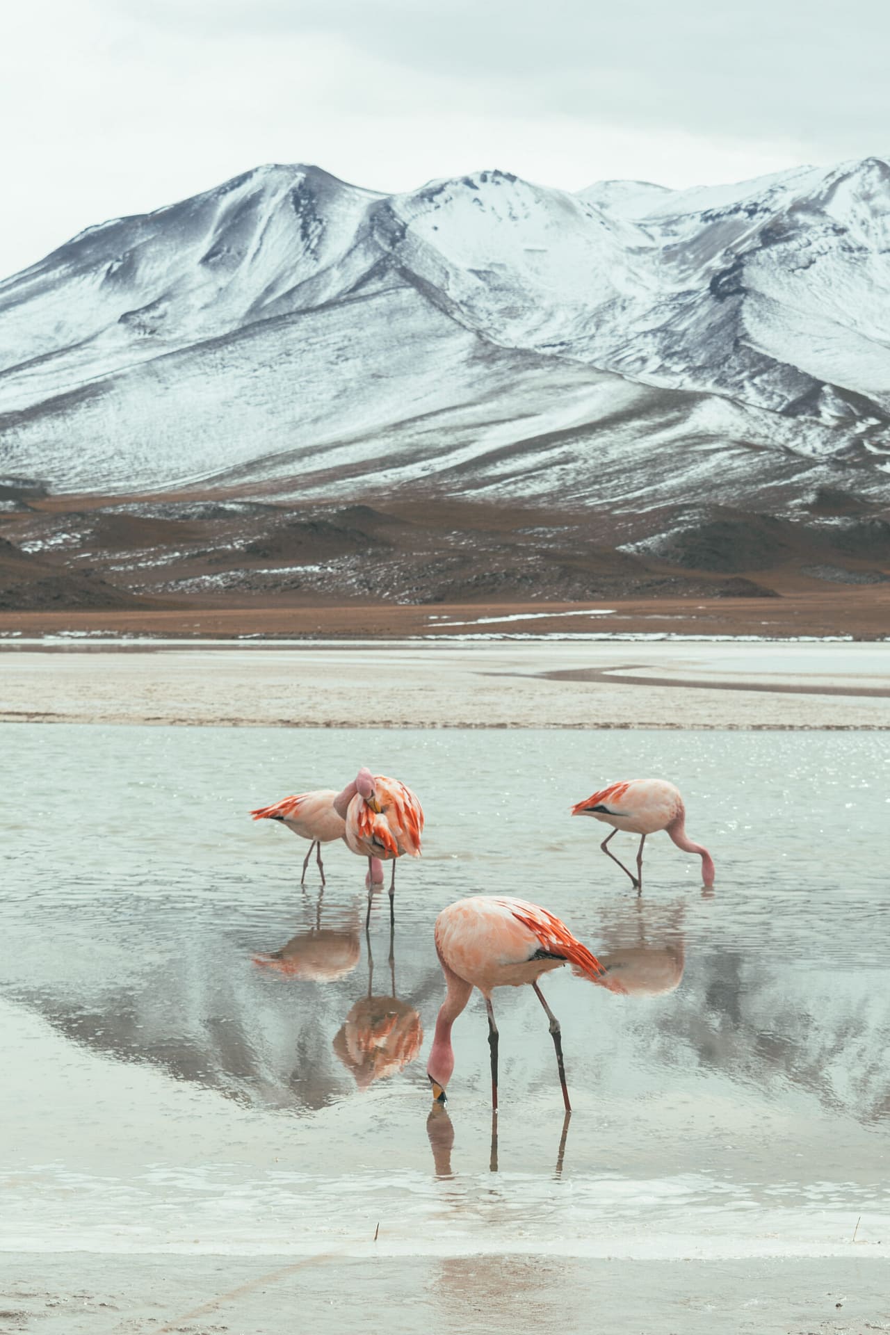 072018_Bolivia_Eduardo Avaroa_Reserve_Photo (12) Flamingos